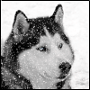 Husky_rus