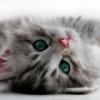 RenamedUser_12131209