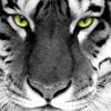 ravilsher