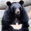 BatBear