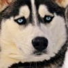 maksim98www