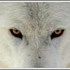 777_Volf_777