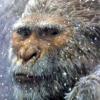 Yeti_812