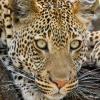 _Leopard1