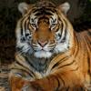 EVGEN_TIGER