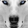 _HUSKY