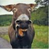 Stubborn_donkey