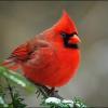 Grey_CardinaL__