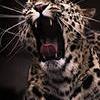 RenamedUser_19841460