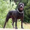 NanoOk13