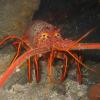 LoBsTeR85