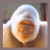 SiberianLM