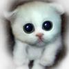 ANAT0LIY_