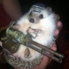 Igel_