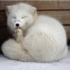 Polar_fox_he