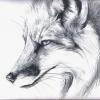 FiFox