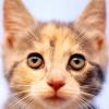CatGrey