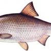 egorovaleksandr