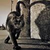 Der_schwarze_Kater