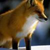 Fox_Fox11