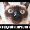 Wolf_18RUS