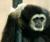 GIBBON_