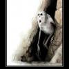 Kayon_66