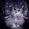 or_oleg