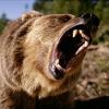 RavBear