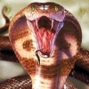 Snake_RA