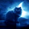 Cat_Alley