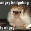 Angry_Hedgehog