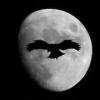 HAWK__Black