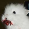 Lycaon