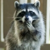Raccoon713