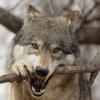 DDwolf
