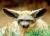 Der_schlaue_Fuchs