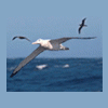 Albatros_str