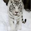 Bryansk_32_Wolf