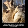 Nord_Deer
