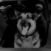 Aarn_DOG