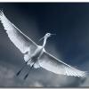 Soaring_crane