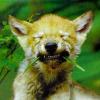 Wolfsjunge