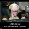 Timon_Tiger