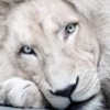 CRYSTAL_LION