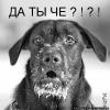 MALYAR11