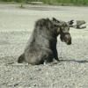 NaviN