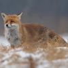 foxTroller