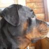 jhont