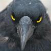 huginn1